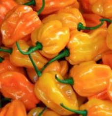 Ardei iute Capsicum Chinense Habanero galben 40 seminte foto