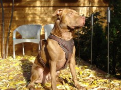Ham piele pentru amstaff foto
