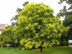 Otetar galben (Koelreuteria paniculata) foto
