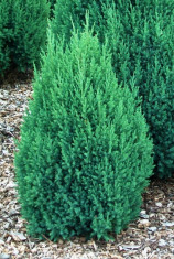 Ienupar chinezesc (Juniperus chinensis Stricta) foto