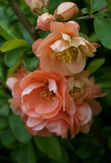 Gutui japonez somon (Chaenomeles sup. Salmon Horizon) foto