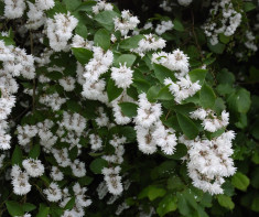 Deutia (Deutzia scraba) foto