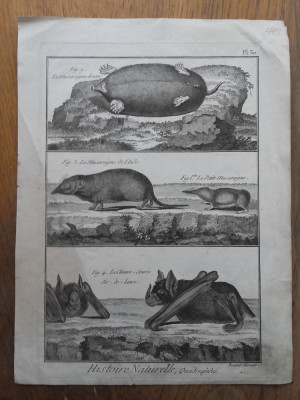 BERNARD DIREXIT, GRAVURA &amp;quot;HISTOIRE NATURELLE&amp;quot;, 1789 foto