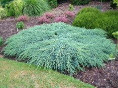Ienupar tarator argintiu (Juniperus sq. Blue Carpet) foto