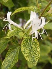 Mana Maicii Domnului (Lonicera jap. Aureoreticulata ) foto