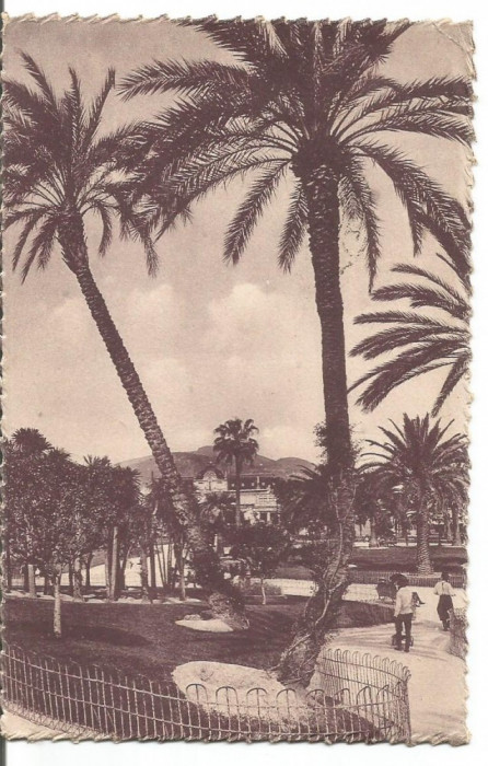 (A1) carte postala-FRANTA-Nice-Les Palmiers des Jardins