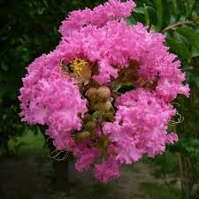 Lagerstroemia indica Petite Pink liliac indian roz foto