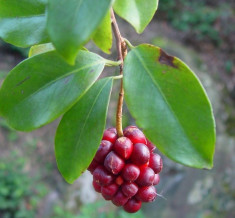 Seminte rare de Kadsura coccinea cataratoare 3 seminte foto