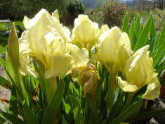 Iris pumila (Iris pumila) foto