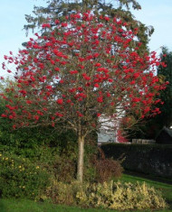 Scorus de munte (Sorbus aucuparia) foto