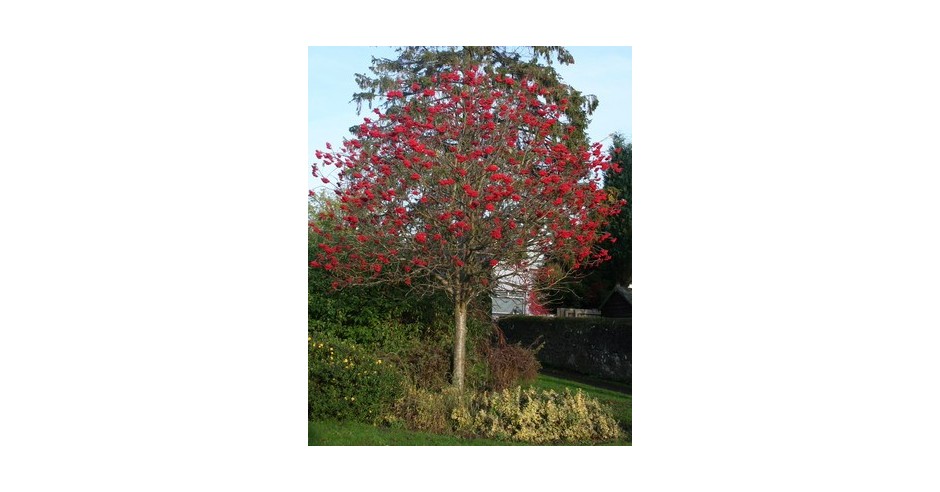 Scorus de munte (Sorbus aucuparia) | arhiva Okazii.ro