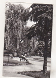 Bnk cp Bacau - Vedere din parc - necirculata, Printata