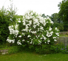 Liliac alb batut (Syringa vulg. M-me Lemoine) foto