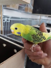 Vand perusi maturi si pui EN-GROS si EN-DETAIL foto