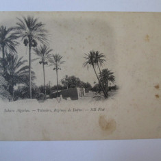 Carte postala necirculata Sahara Algeriana aprox.1910