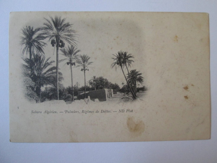 Carte postala necirculata Sahara Algeriana aprox.1910