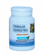 TRIBULUS TERRESTRIS foto