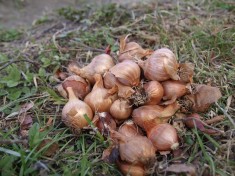 Ceapa esalota, Hasma, vla?i?a (Allium ascalonicum) foto