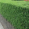 Lemn cainesc - Ligustrum vulgare(gard viu) (10 bucati)