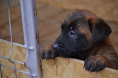 pui malinois cu pedegree foto