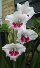 Gladiole Fiorentina Pachet 10 Bulbi foto