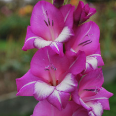 Gladiole Dared Pachet 8 Bulbi foto