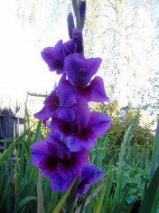 Gladiole Velvet Eyes Pachet 10 Bulbi foto