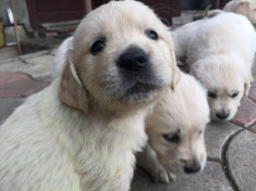 Pui Golden Retriever de vanzare! foto