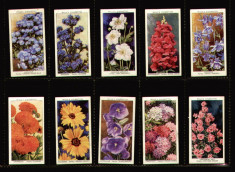 1938 Flori de gradina - Set 50 cartonase reclama tigari Wills Trade Cards foto