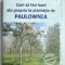 CUM SA FACI BANI CU O PLANTATIE DE PAULOWNIA - IDEI de AFACERI