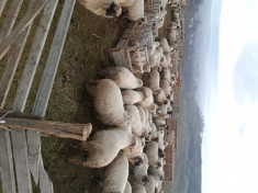 Vand 170 oi turcane din care 25 sunt mielute de anul acesta foto