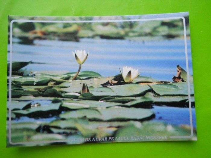 HOPCT 35191 NUFERI PE LACUL RADACINOASELE -DELTA DUNARII-JUD TULCEA-NECIRCULATA foto mare HOPCT 35191 NUFERI PE LACUL RADACINOASELE -DELTA DUNARII-JUD TULCEA-NECIRCULATA foto mare
