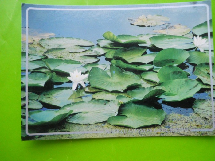 HOPCT 35192 NUFERI PE LACUL ROTUND -DELTA DUNARII-JUD TULCEA-NECIRCULATA foto mare HOPCT 35192 NUFERI PE LACUL ROTUND -DELTA DUNARII-JUD TULCEA-NECIRCULATA foto mare