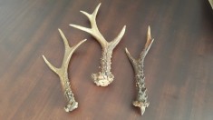 Coarne de caprioara foto