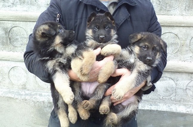 Catei Ciobanesc German Cu Pedigree Cu Par Scurt Disponibili