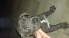 Pui cane corso , negru si blue foto