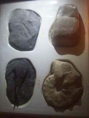 Fosile,minerale,roci,FOSILE TRILOBIT,ROCI DIDACTICE DE COLECTIE,pret /buc,T.GRAT foto