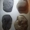 Fosile,minerale,roci,FOSILE TRILOBIT,ROCI DIDACTICE DE COLECTIE,pret /buc,T.GRAT