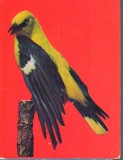 CPI (B9709) CARTE POSTALA - GALATI. GRANGUR - ORIOLUS ORIOLUS