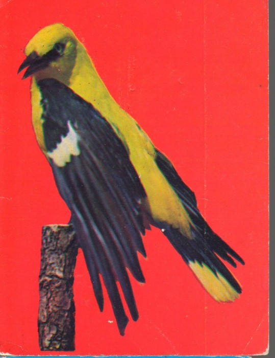 CPI (B9709) CARTE POSTALA - GALATI. GRANGUR - ORIOLUS ORIOLUS