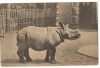 CPI (B9759) CARTE POSTALA - RINOCER INDIAN. PARC ZOOLOGIC ANVERS, Necirculata, Fotografie