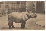 CPI (B9759) CARTE POSTALA - RINOCER INDIAN. PARC ZOOLOGIC ANVERS