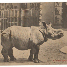 CPI (B9759) CARTE POSTALA - RINOCER INDIAN. PARC ZOOLOGIC ANVERS