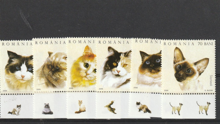 Romania ,pisici cu TAPS ,nr lista 1707.