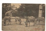 CPI (B9758) CARTE POSTALA - ZEBRA, ZEBRE. PARC ZOOLOGIC ANVERS