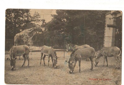 CPI (B9758) CARTE POSTALA - ZEBRA, ZEBRE. PARC ZOOLOGIC ANVERS foto