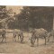 CPI (B9758) CARTE POSTALA - ZEBRA, ZEBRE. PARC ZOOLOGIC ANVERS