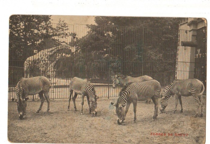CPI (B9758) CARTE POSTALA - ZEBRA, ZEBRE. PARC ZOOLOGIC ANVERS