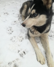 Vand mascul Husky siberian rasa pura foto