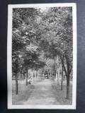 TIMISOARA - PARCUL - INCEPUTUL ANILOR 1900, Circulata, Fotografie